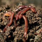 California Red Worms