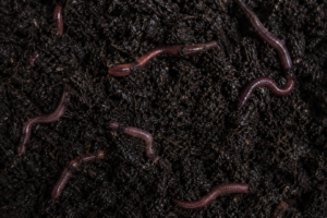 composting-worms